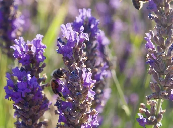 Verdon Secret - L'escapade Parfaite Appartamento