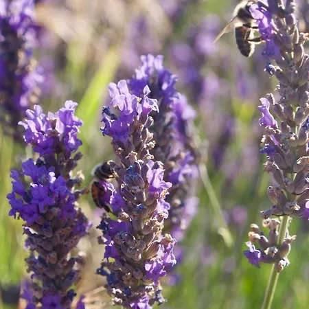 Verdon Secret - L'escapade Parfaite アパート