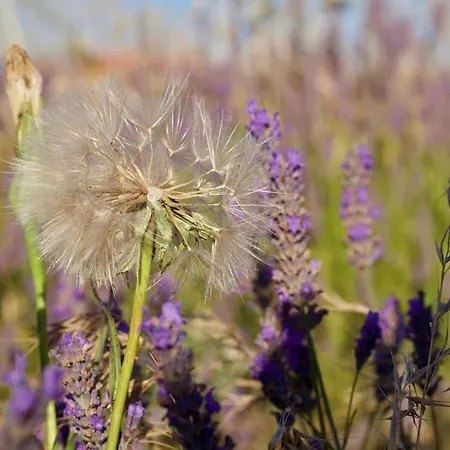 Verdon Secret - L'escapade Parfaite アパート *